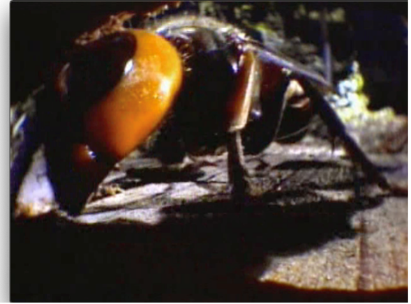 Japanische Hornisse, die Bienen im Bienenstock angreift, aufgenommen mit einem IPLEX Videoskop