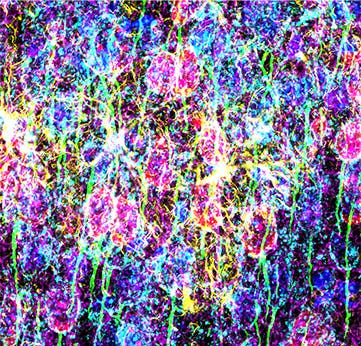 Figure 3: Mouse mPFC labeled with glial fibrillary acidic protein (GFAP; astrocyte marker; yellow), calmodulin-dependent protein kinase II (CaMKII; pyramidal neuron marker; red), amphoterin-induced protein 1 precursor (AMIGO-1; neuronal membrane marker; cyan), parvalbumin (PV; inhibitory neuron marker; purple), ankyrin-G (AnkG; axon initial segment marker; green), and nuclear yellow (nuclei marker; blue). (A) Individual channels of the six fluorophores. (B) Overlay image.