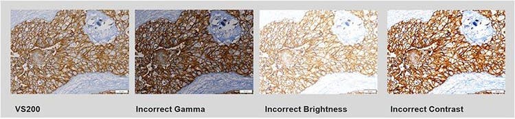 Accurate color reproduction for whole slide imaging