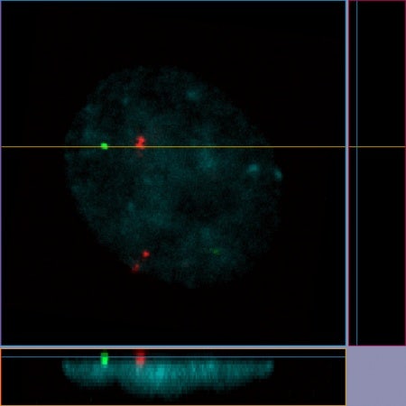 The rod and cone cells of the human eye