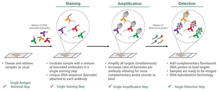 Multiplex assay for whole slide imaging