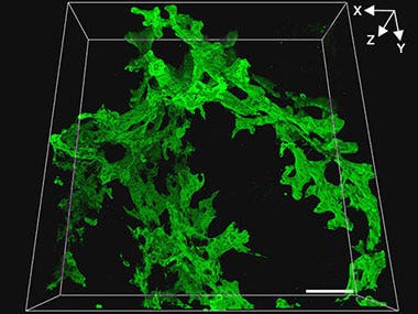 Application note: Neurovascular Structure