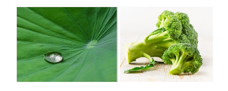 Hydrophobie d’une feuille de lotus (à gauche) et d’un brocoli (à droite)