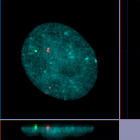 The rod and cone cells of the human eye